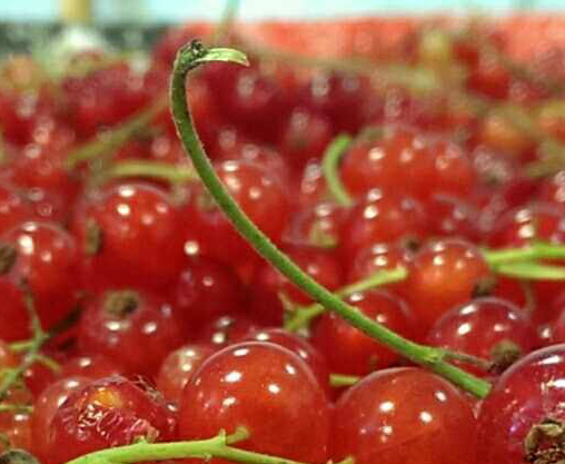 Currants