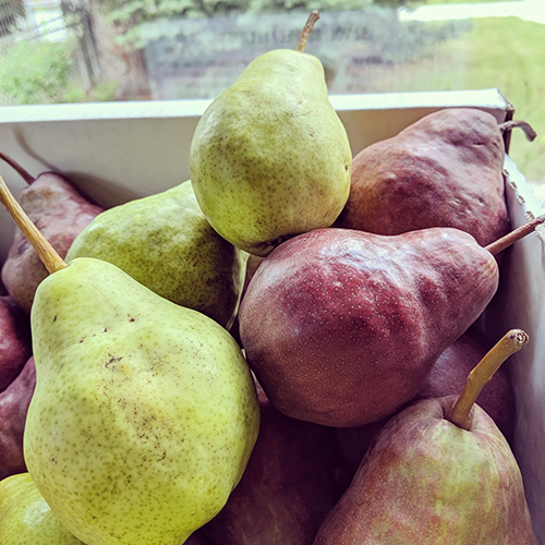 Pears