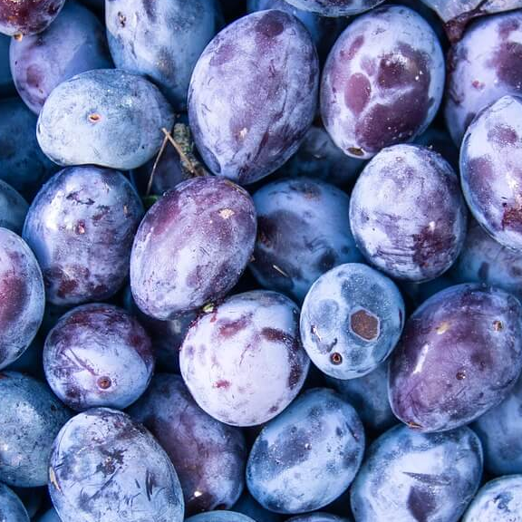 Fresh BC prune plums