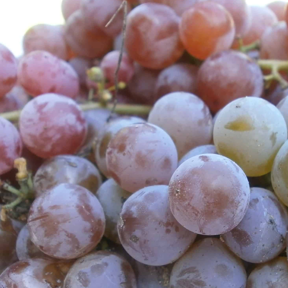 Grapes